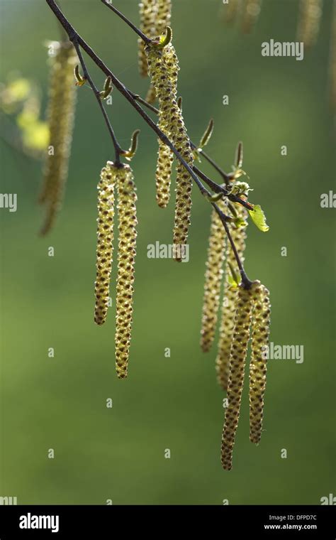 Common Hazel Corylus Avellana Stock Photo Alamy