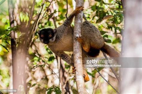 Mongoose Lemur Photos and Premium High Res Pictures - Getty Images