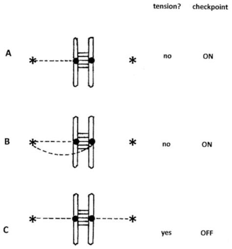 spindle assembly checkpoint  speciation chromosomal