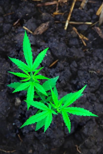 Uma Pequena Planta De Mudas De Cannabis Plantadas No Solo Preto