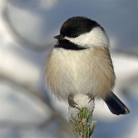 Love Chickadees Pet Birds Chickadee Wild Birds