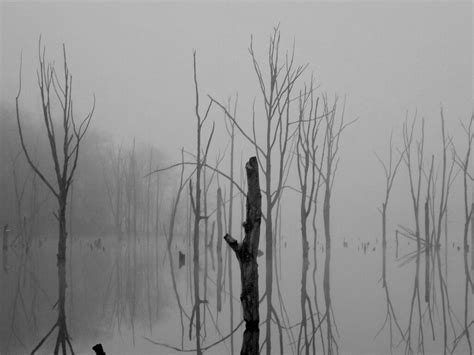 Ghostly Tree Silhouettes Stanley Zimny Thank You For 68 Million