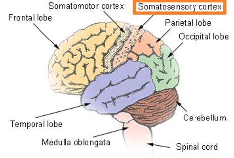 The Somatosensory Cortex Is Most Critical For Our Sense Of The Education