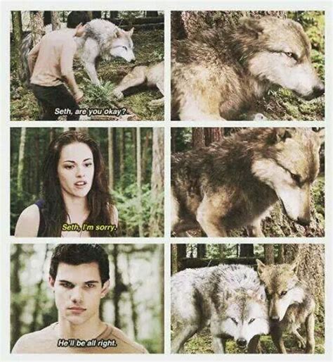 Poor Seth in his wolf form | Twilight saga, Jacob black, Twilight