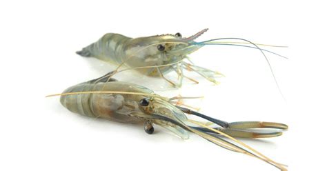 What You Need To Know About Farmed Shrimp