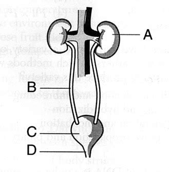 Biology Excretory System Diagram Flashcards Quizlet