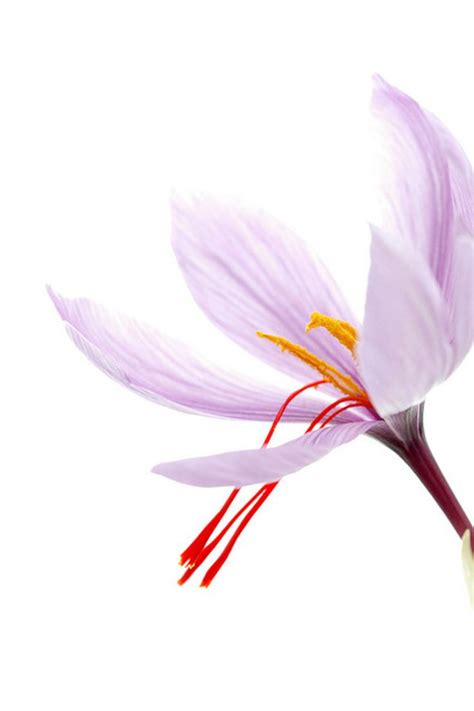 SAFFRON Flower Discover The Exotic Crocus Flower