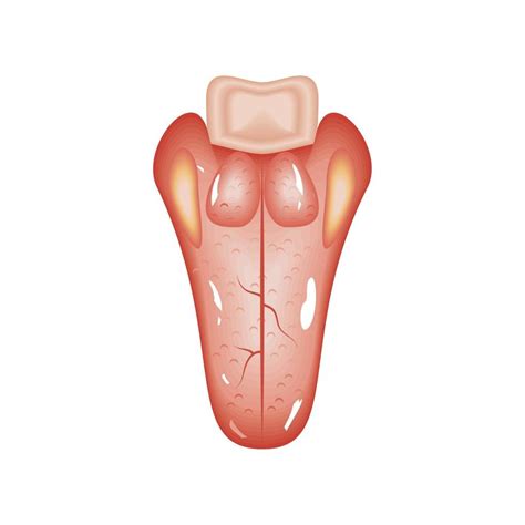 tongue human organ 10422978 Vector Art at Vecteezy