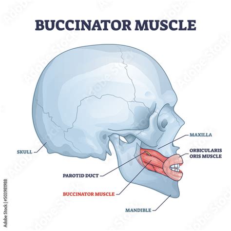 Buccinator Muscle With Human Major Facial And Chin Bones Outline