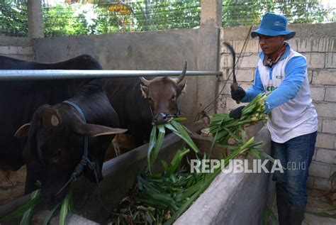 Penjualan Sapi Qurban Di Kabupaten Gorontalo Republika Online