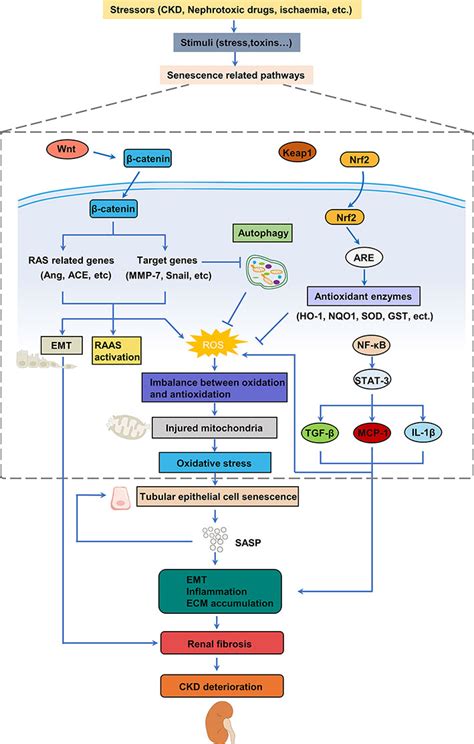 Frontiers Cellular Senescence Of Renal Tubular Epithelial Cells In