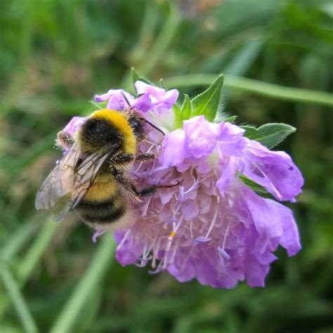 Gardening For Bumblebees Blooms For Bees