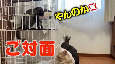 保護した野良猫をケージごしに先住猫達とご対面させました。 Youtube