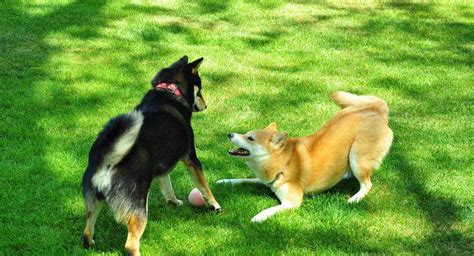 Pourquoi Les Animaux Ont Ils Besoin D Nergie