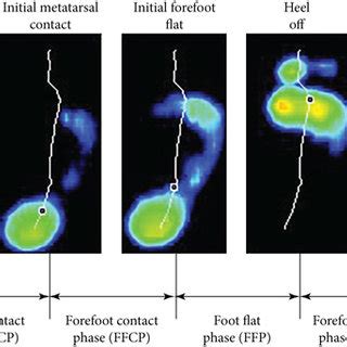 schematic diagram   subphases   stance phase