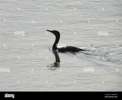 Double Crested Cormorant Swimming A Double Crested Cormorant Swimming