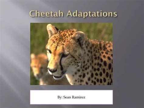 PPT - Cheetah Adaptations PowerPoint Presentation, free download - ID ...