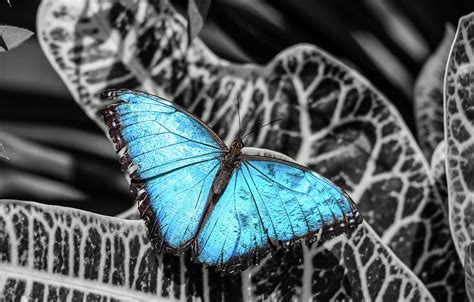 Blue Morpho Color Splash Photograph by Dawn Richards - Fine Art America