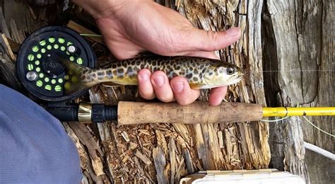 My 2nd favorite hybrid fish species : r/flyfishing