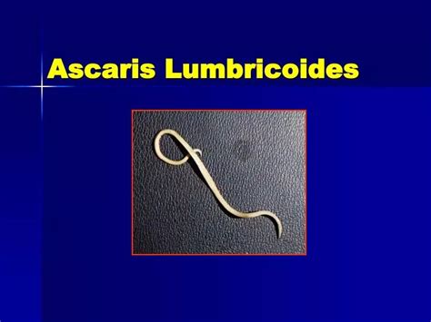 Ppt Ascaris Lumbricoides Powerpoint Presentation Free Download Id6905919