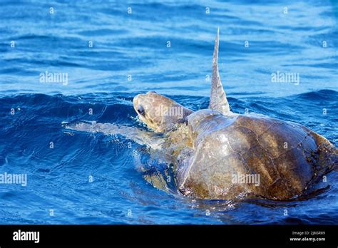 Mating Of Sea Turtles In The Open Ocean Olive Ridley Sea Turtles Or Lepidochelys Olivacea