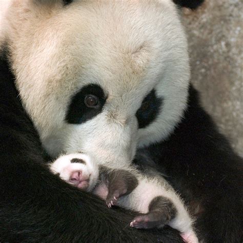 🔥 [40+] Baby Panda Bear Wallpapers | WallpaperSafari