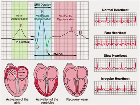 Wellness Lab Health Info Electrocardiogram Ecg