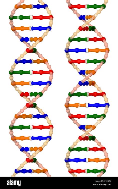 The Structure Of Dna Double Helices Isolated On A White Background