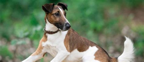 Smooth Fox Terrier Puppies For Sale Greenfield Puppies