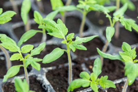 C est le moment de faire vos semis de tomate voici comment les réussir