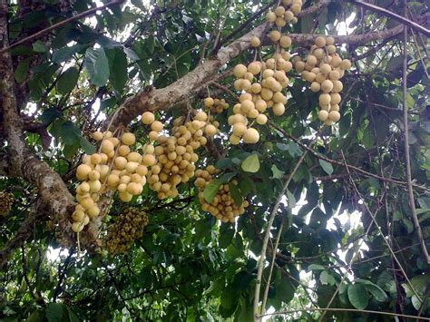 Buah Duku Taksonomi Morfologi Kultivar Sebaran Budidaya Manfaat