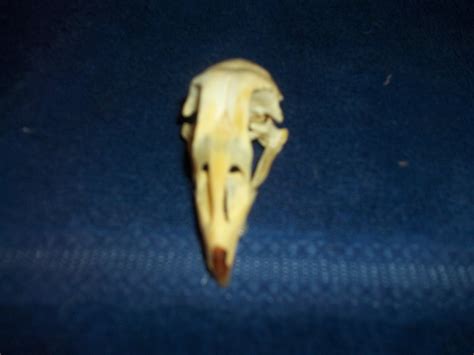 1 Real Animal Bird Bone Chicken Skull Taxidermy Head Weird Etsy