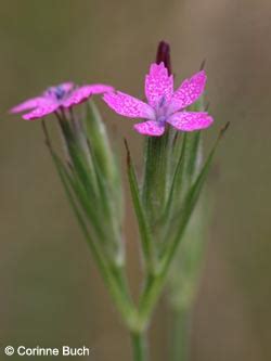 Artenseite Dianthus armeria Raue Nelke Büschel Nelke Bochumer