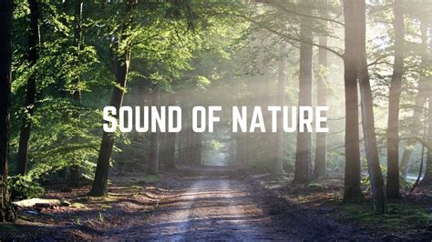 Nature Sounds Effect Nature Sound Cinematic Sound Effects Lets