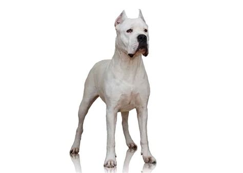 Dogo Argentino Dog Breed Complete Guide Wiki Point