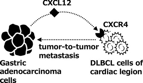 Schematic Overview Of Possible Involvement Of CXCL12 SDF 1 CXCR4 Axis