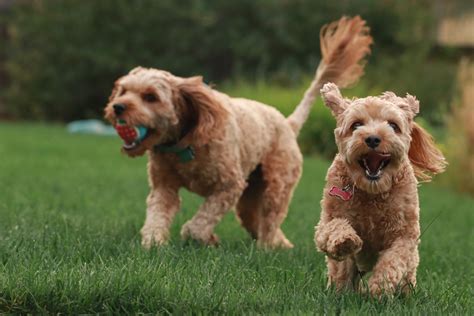 Is there a place for puppy play in puppy school | Brisbane Dog Trainer