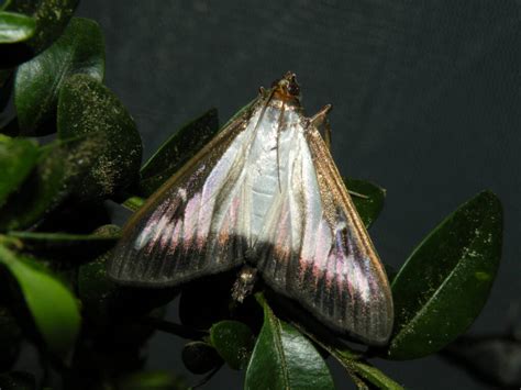 Invasion Management Of The Box Tree Moth • Aiph