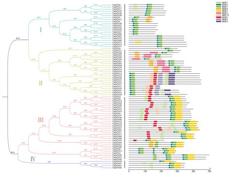 Ijms Free Full Text Genome Wide Analysis Of Wheat Gata