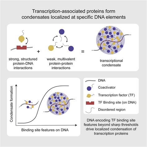 Enhancer Features That Drive Formation Of Transcriptional Condensates