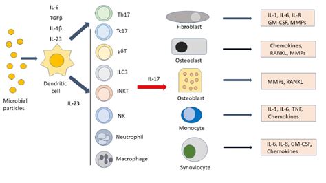 Figure Main Cell Types And Soluble Factors Involved Along The Download Scientific Diagram