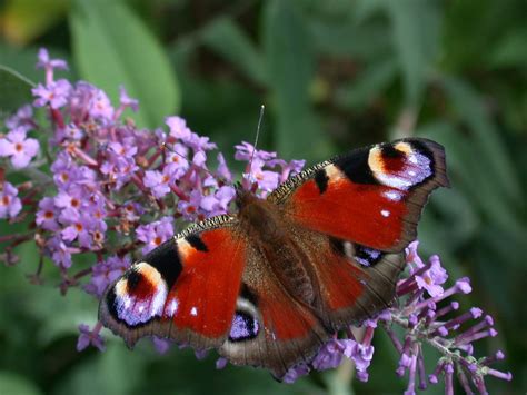 Lepinetfr Aglais Io Le Paon Du Jour Inachis Io