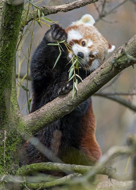 Cute red panda standing and eating on the tree | Red panda cute, Red ...