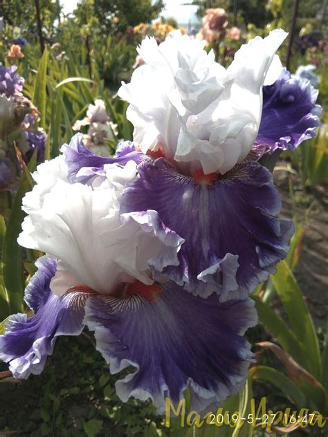 Ирис бородатый STREET SENSATION (B.Blyth, 2011), фото ириса. Купить ...