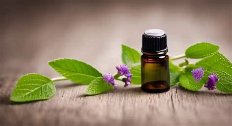 The Aromatic Wonder Patchouli Essential Oil And Its Health Benefits