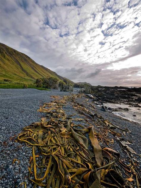 Macquarie Island Station - Alchetron, the free social encyclopedia