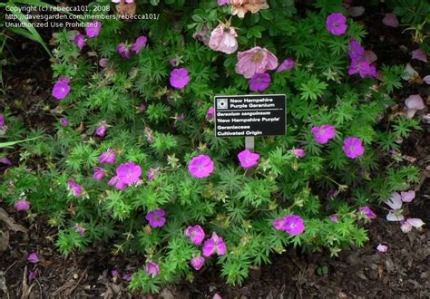 PlantFiles Pictures Geranium Bloody Cranesbill Hardy Geranium New