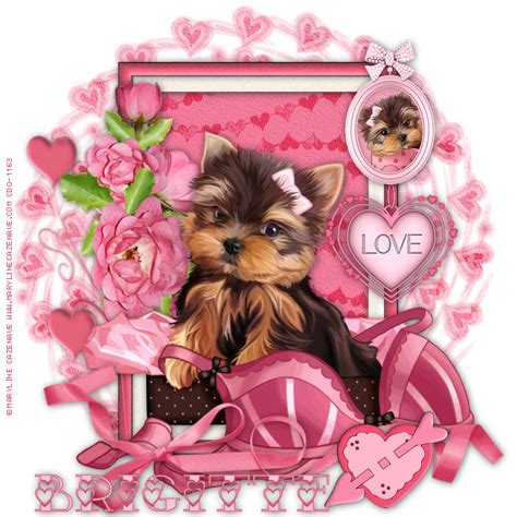 Pin Von Maritza Zambrano Auf Pets Yorkshire Terrier Tiere Terrier