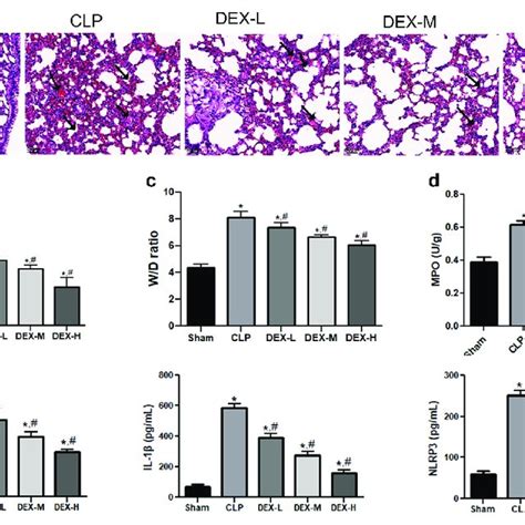 Inflammatory Cytokine Release In LPS Exposed MLE 12 Cell A And