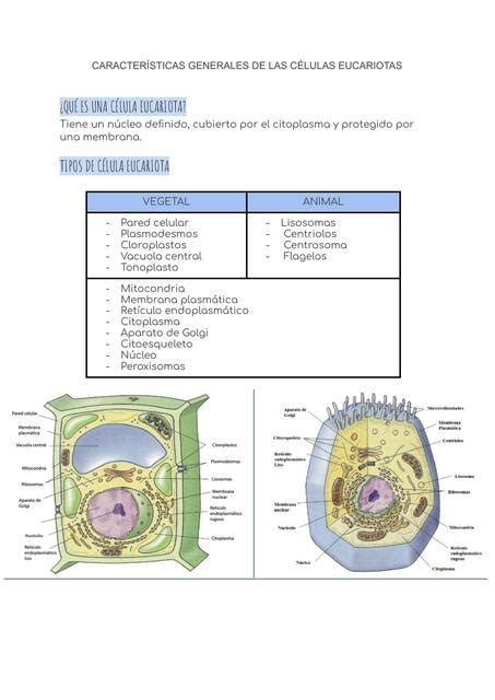 Caracter Sticas Generales De La C Lulas Eucariotas Flavia P Rez Udocz